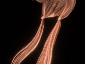 set woman hairstyle 5 types Modèle 3D
