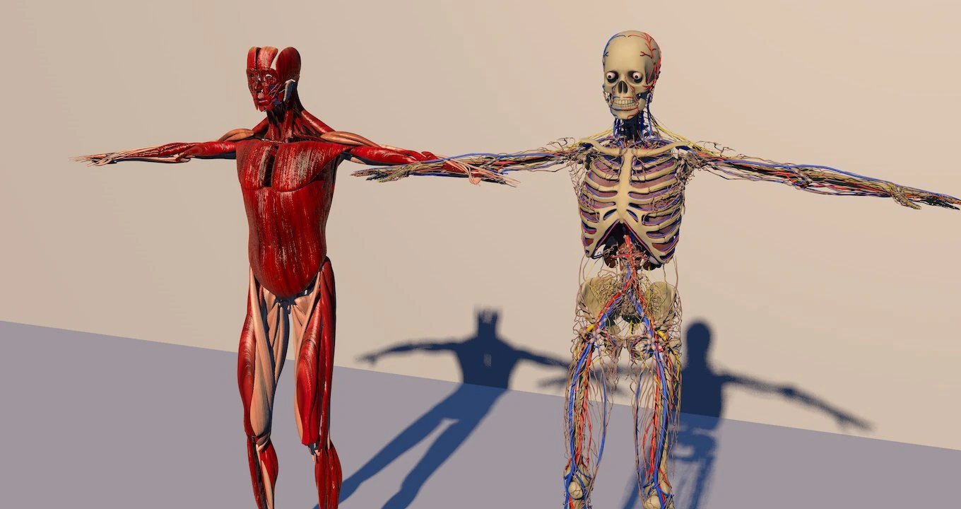 human anatomy 3D Model .c4d .max .obj .3ds .fbx .stl .blend 