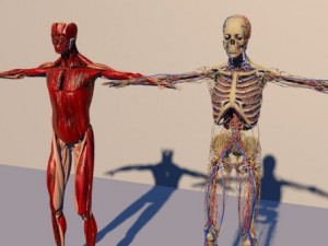 human anatomy 3D Модель
