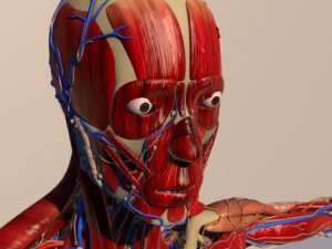 human anatomy 3D 模型