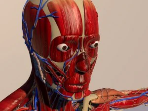 human anatomy 3D Model