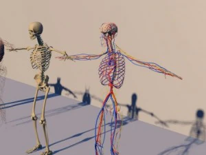 human anatomy 3D Model