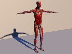 human anatomy 3D 模型