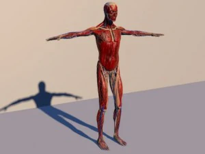 human anatomy 3D Model