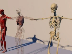 human anatomy 3D Model