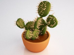 cactus 3D-Modell