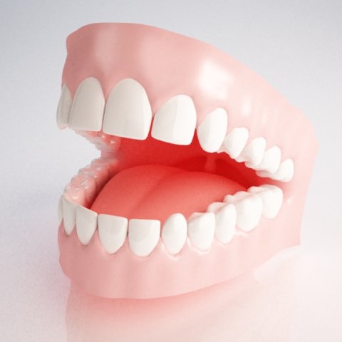 gums and teeth 3D मॉडल .c4d .max .obj .3ds .fbx .stl .blend 