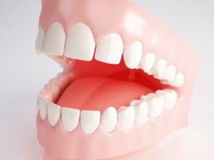 gums and teeth 3D-Modell