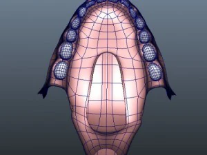gums and teeth 3D Model