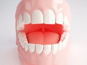 gums and teeth 3D Model
