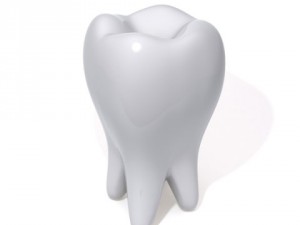tooth 3D-Modell