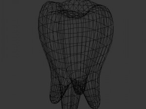 tooth 3D 模型