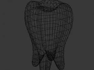 tooth 3D Model