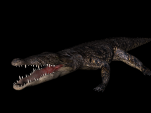 crocodile rigged 3D Model