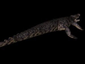 crocodile rigged 3D Model