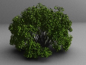 shrub Modelo 3D