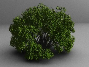 чагарник 3D Модель