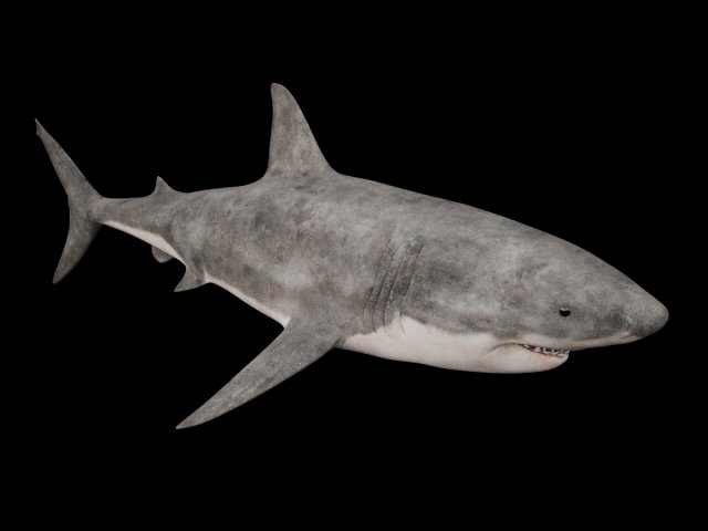 great white Modèle 3D .c4d .max .obj .3ds .fbx .stl .blend