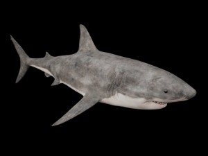 great white Modello 3D