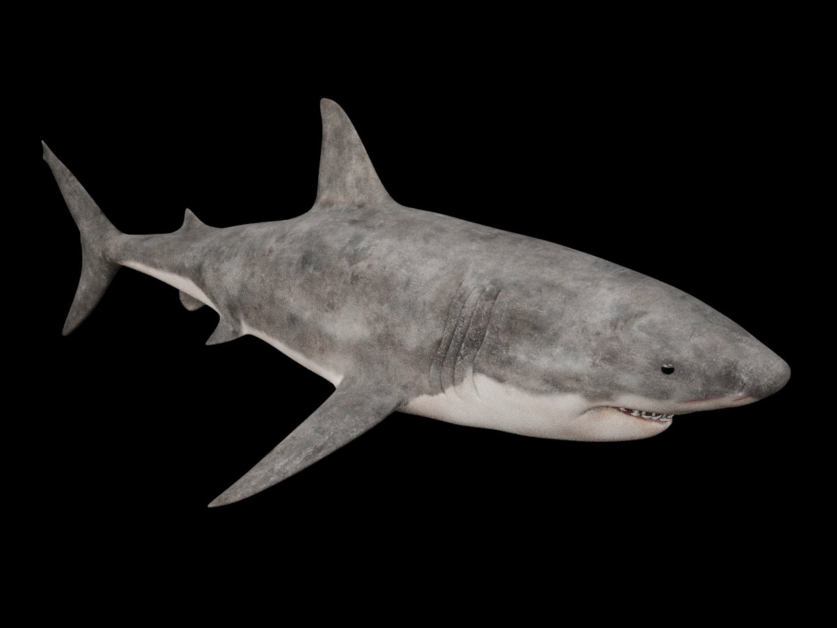 Rekin 3d. Большая белая акула. Акула модель. Акула 3д модель. Моделька большой белой акулы.