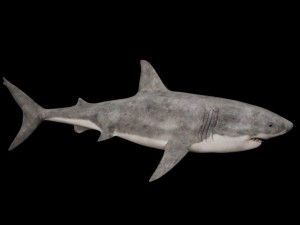 great white Modèle 3D