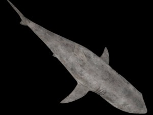 great white Modèle 3D