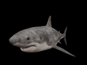 great white Modèle 3D
