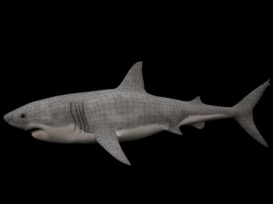 great white Modèle 3D