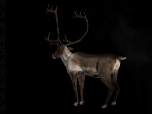 deer caribou 3D Model