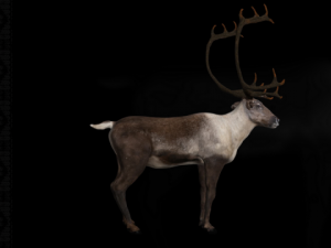 deer caribou 3D Model