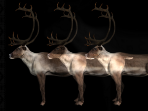 deer caribou 3D Model