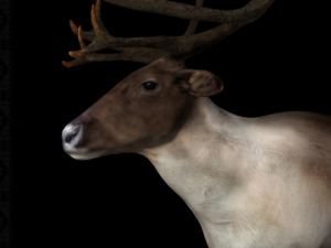 deer caribou 3D Model