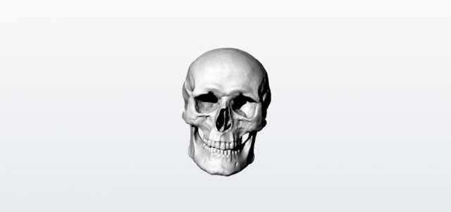 skull 3D Model .c4d .max .obj .3ds .fbx .stl .blend