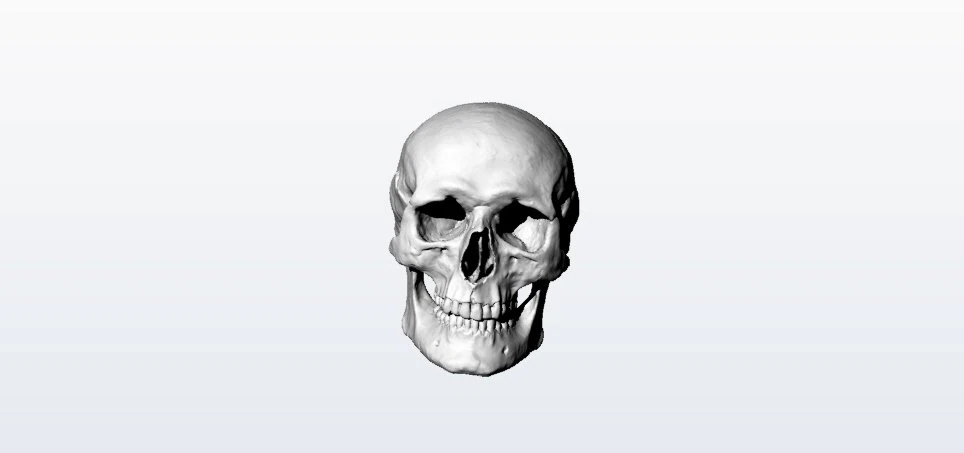 skull 3D Model .c4d .max .obj .3ds .fbx .stl .blend 