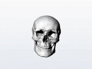 cr&acirc;nio Modelo 3D
