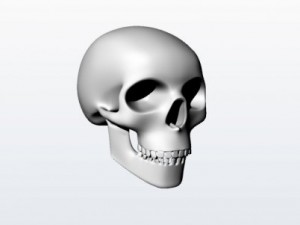 skull 1 3D Model