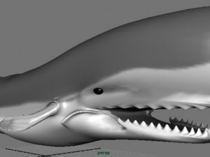 whale 3D Model