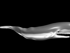 whale 3D Model