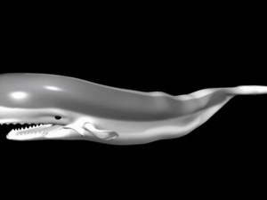 whale 3D Model