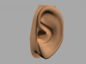 humen ear Model 3D