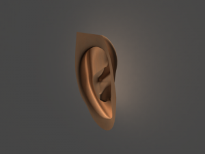 humen ear 3D Model