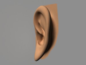 humen ear 3D Model