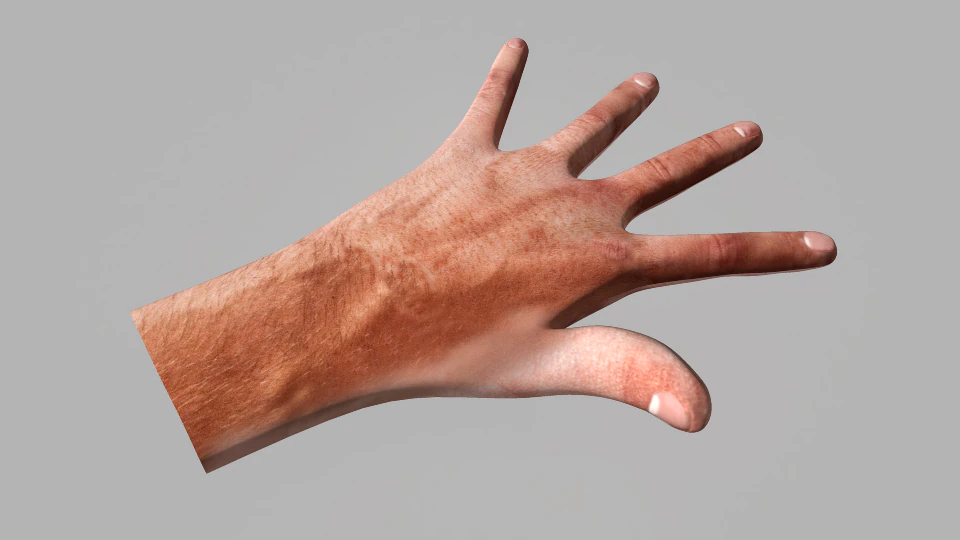humen hand 3D Model .c4d .max .obj .3ds .fbx .stl .blend 