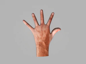 humen hand 3D Model