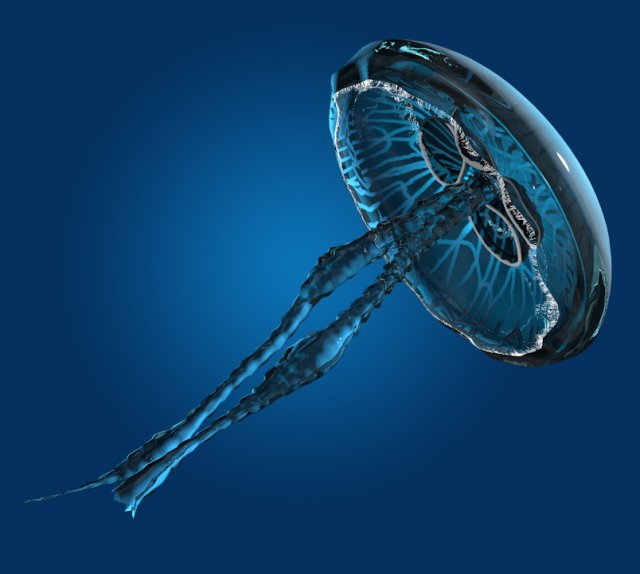 sea jelly 3D 모델 .c4d .max .obj .3ds .fbx .stl .blend 