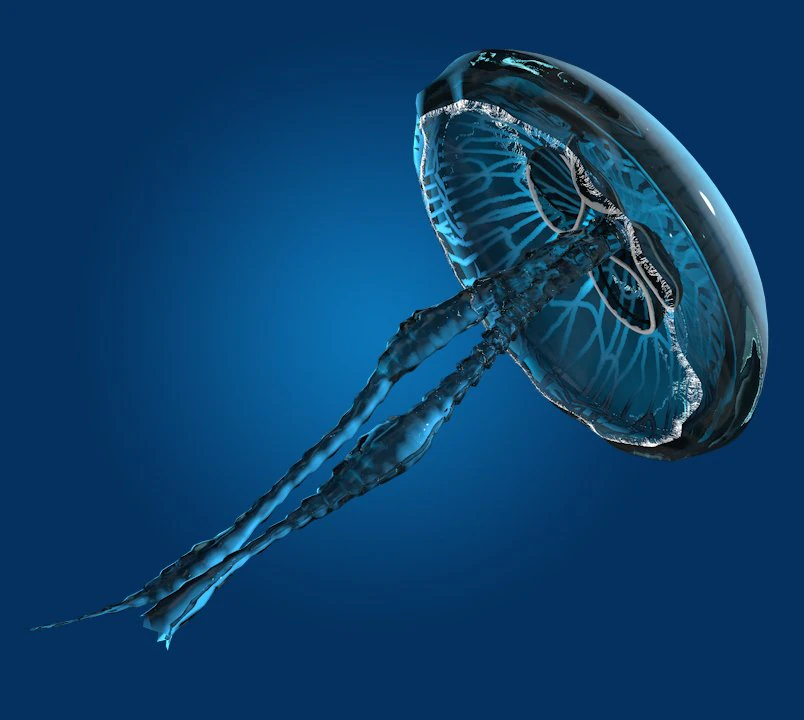 sea jelly 3D Model .c4d .max .obj .3ds .fbx .stl .blend 