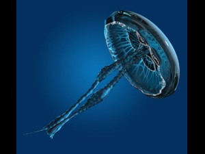 sea jelly 3D Модель