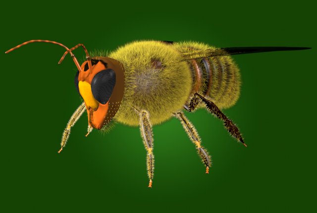 bee Model 3D .c4d .max .obj .3ds .fbx .stl .blend 