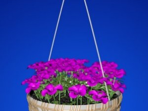 petunia 3D Модель