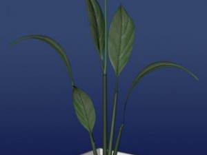 vase with flower 3D Модель